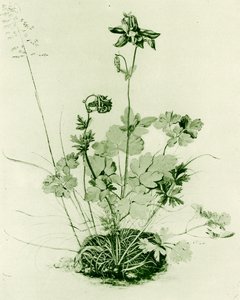 鸽的 作者 阿尔布雷希特丢勒