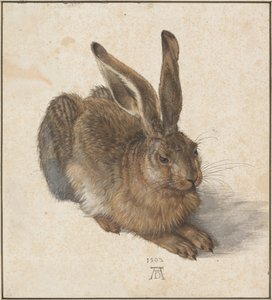 野兔，1502 年 作者 阿尔布雷希特丢勒