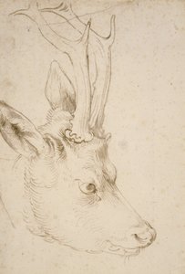 雄鹿头，1503年 作者 阿尔布雷希特丢勒
