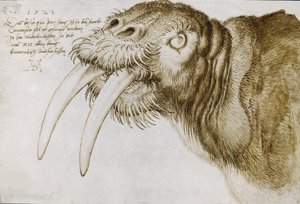 海象的头，1521年。 作者 阿尔布雷希特丢勒