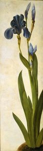 特洛伊鸢尾花，约1505-1508年。 作者 阿尔布雷希特丢勒