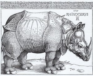 拉丁语  Rhinocerus 犀牛 作者 阿尔布雷希特丢勒