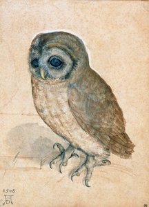 小猫头鹰，1508年。 作者 阿尔布雷希特丢勒