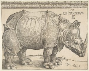 The Rhinoceros.n.a. 作者 阿尔布雷希特丢勒