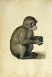 猴子（纸上水彩和水粉画 作者 阿尔布雷希特丢勒