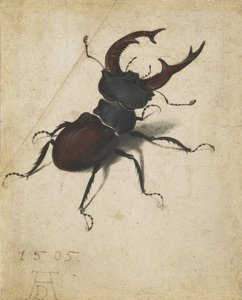 锹虫 作者 阿尔布雷希特丢勒