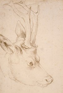 Tete de chevreuil male - Dessin de Albrecht Durer (1471-1528), vers 1503 - Head of a Roebuck - 纸上钢笔、毛笔、灰色和棕色墨水，作者 Albrecht Durer (1471-1528)，约1503年 - 22,8x15,3 厘米 - 密苏里州堪萨斯城尼尔森-阿特金斯艺术博物馆 作者 阿尔布雷希特丢勒