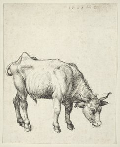 小公牛，c.1493 作者 阿尔布雷希特丢勒