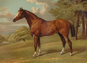 Stilton A Hunter"，约1879年。 作者 阿尔弗雷德·谢尔顿·威廉姆斯