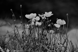 Community,2019,(photography) 作者 亚历克斯·卡明克