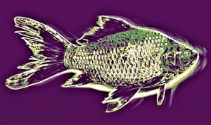 Fish,2019,(photography) 作者 亚历克斯·卡明克