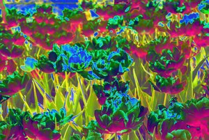 Garden,2019,(collage) 作者 亚历克斯·卡明克