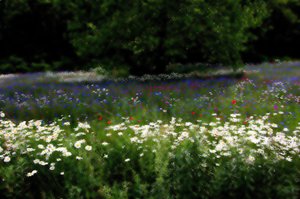 Music meadow,2019,(摄影) 作者 亚历克斯·卡明克