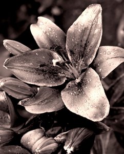Silver,2019,(photography) 作者 亚历克斯·卡明克