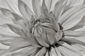 Untitled,2019,(photography) 作者 亚历克斯·卡明克