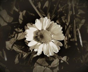 Untitled,2019,(photography) 作者 亚历克斯·卡明克