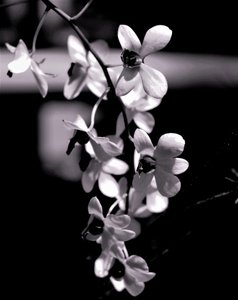 bunch,2019,(photography) 作者 亚历克斯·卡明克