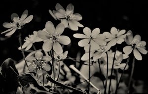 choir,2019,(photography) 作者 亚历克斯·卡明克