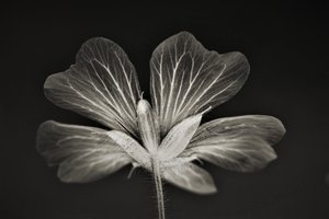clarity,2019,(photography) 作者 亚历克斯·卡明克