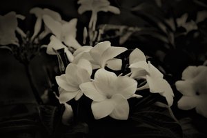 decorations,2019,(photography) 作者 亚历克斯·卡明克