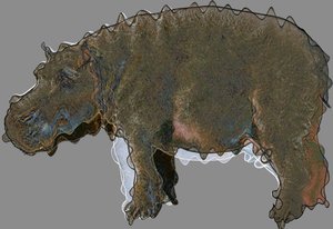 河马,2020,(混合媒体) 作者 亚历克斯·卡明克