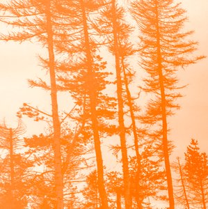 if the trees were orange,2019,(collage) 作者 亚历克斯·卡明克