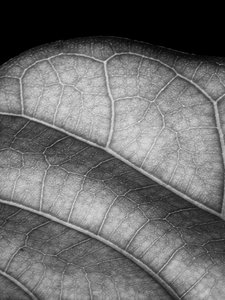 leave,2019,(photography) 作者 亚历克斯·卡明克