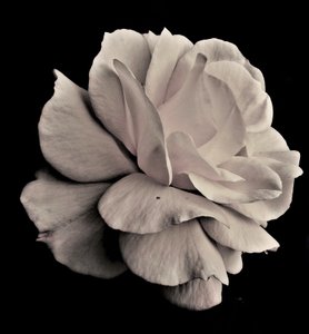 living geometry,2019,(photography) 作者 亚历克斯·卡明克