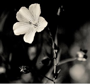 living star,2019,(photography) 作者 亚历克斯·卡明克