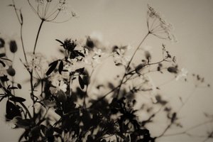 natural decorations,2019,(photography) 作者 亚历克斯·卡明克