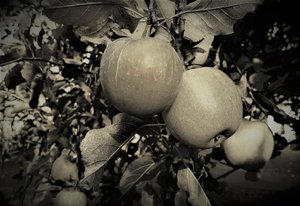 natural objects,2019,(photography) 作者 亚历克斯·卡明克