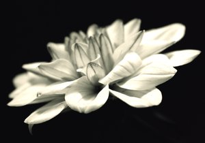 organic architecture;(photography) 作者 亚历克斯·卡明克