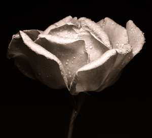 rose,2019,(photography) 作者 亚历克斯·卡明克