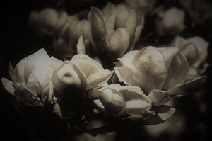 秘密解剖学,2019,(摄影) 作者 亚历克斯·卡明克