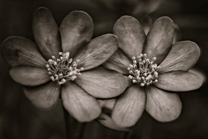 twins,2019,(photography) 作者 亚历克斯·卡明克