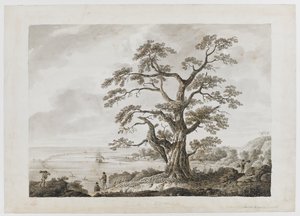 Add.15508，第 4 号，奥塔海特树山上的树，选自 "印度墨水图画，说明库克船长的第一次航行