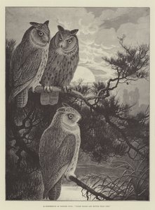 角Ow会议，三头比一个好 作者 亚历山大·弗朗西斯·莱登