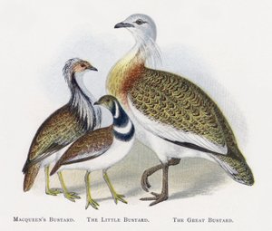 Macqueens Bustard，The Little Bustard，The Great Bustard 作者 亚历山大·弗朗西斯·莱登