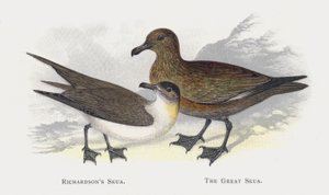 Richardsons Skua，The Great Skua 作者 亚历山大·弗朗西斯·莱登