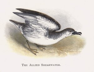 盟军Shearwater 作者 亚历山大·弗朗西斯·莱登