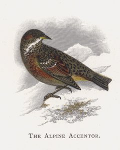 阿尔卑斯山的Accentor 作者 亚历山大·弗朗西斯·莱登