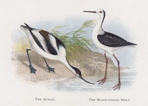 Avocet，黑翅长脚鹬 作者 亚历山大·弗朗西斯·莱登