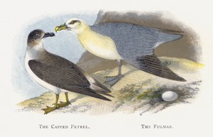 The Capped Petrel，The Fulmar 作者 亚历山大·弗朗西斯·莱登