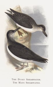 Dusky Shearwater，Manx Shearwater 作者 亚历山大·弗朗西斯·莱登