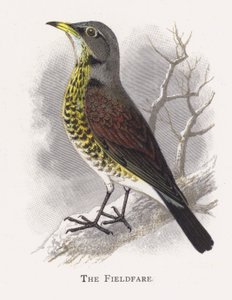 Fieldfare 作者 亚历山大·弗朗西斯·莱登