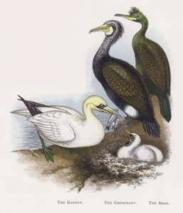 Gannet，The Cormorant，The Shag 作者 亚历山大·弗朗西斯·莱登