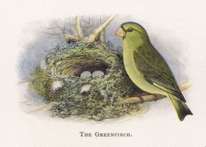 Greenfinch 作者 亚历山大·弗朗西斯·莱登