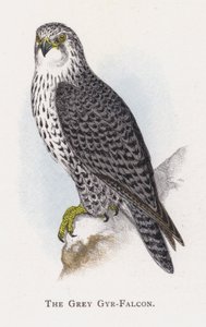 灰色Gyr-Falcon 作者 亚历山大·弗朗西斯·莱登