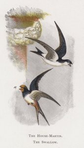 众议院马丁，燕子 作者 亚历山大·弗朗西斯·莱登