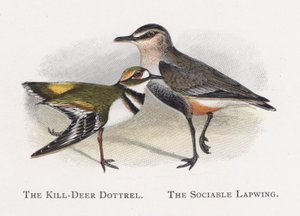 Kill-Deer Dottrel，The Sociable Lapwing 作者 亚历山大·弗朗西斯·莱登
